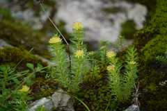 Rhodiola wallichiana